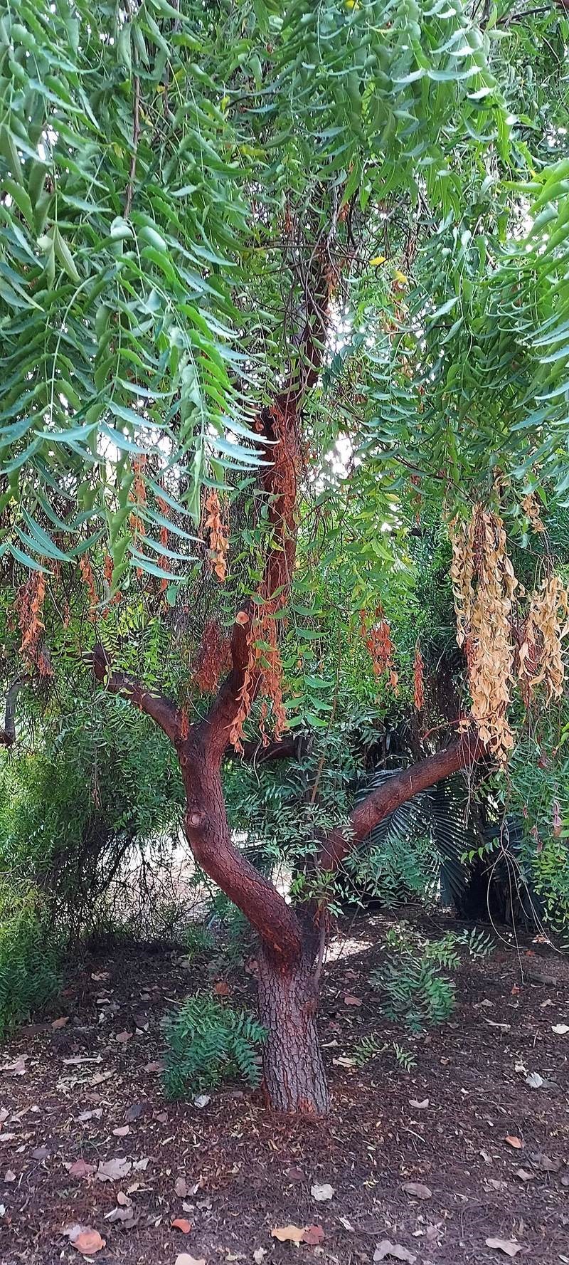 Sầu đâu, xoan chịu hạn