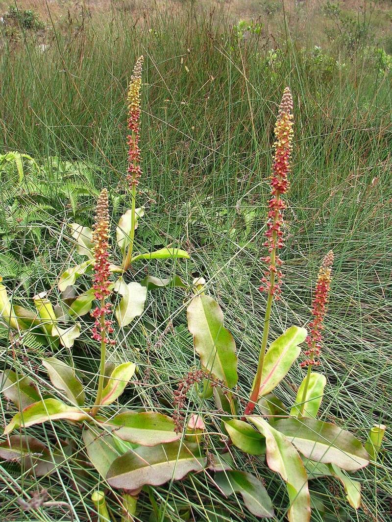 nắp ấm