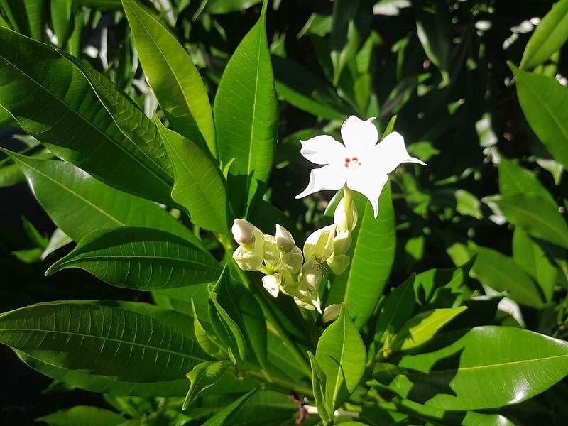 Mướp sát tâm hường