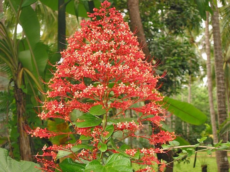 Mò đỏ, xích đồng nữ