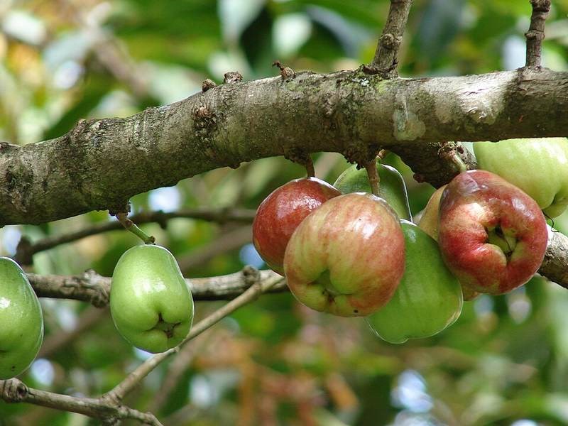 Mận điều, roi hoa đỏ