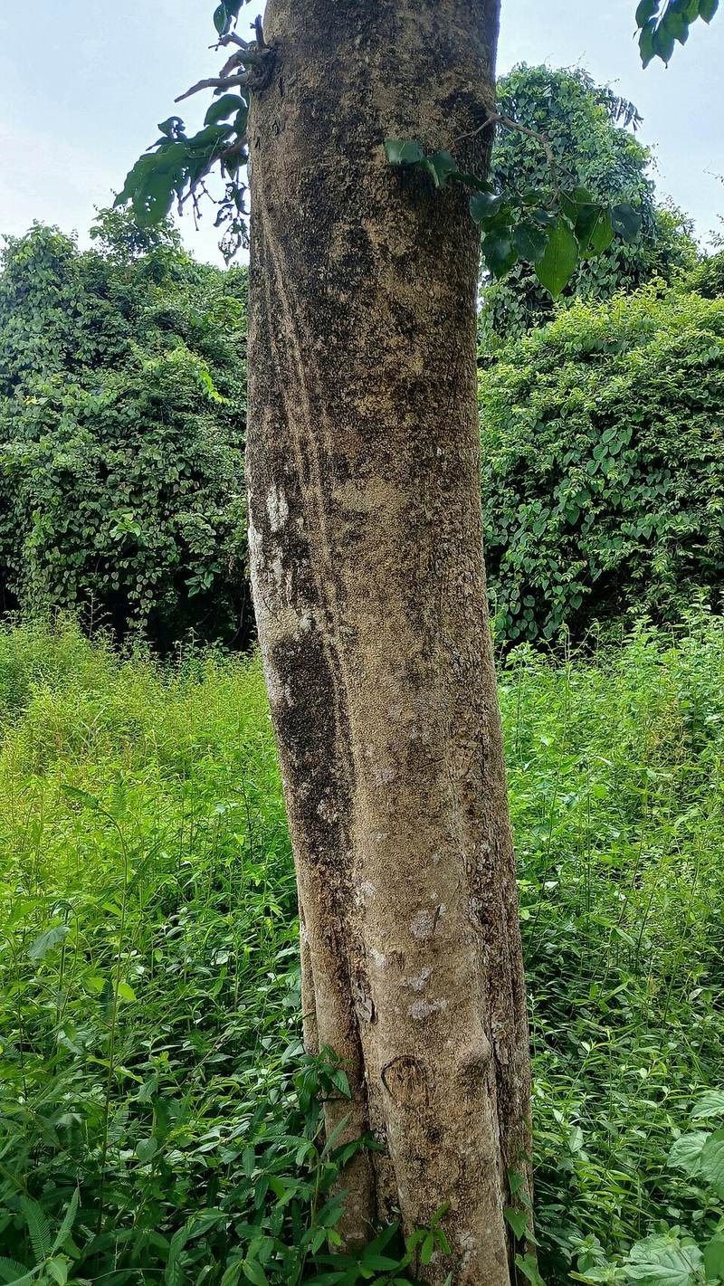 Mã tiền, củ chi