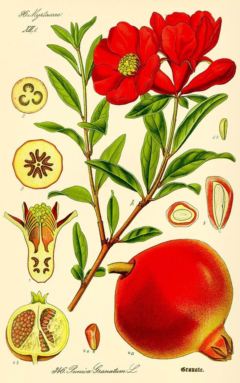 Lựu