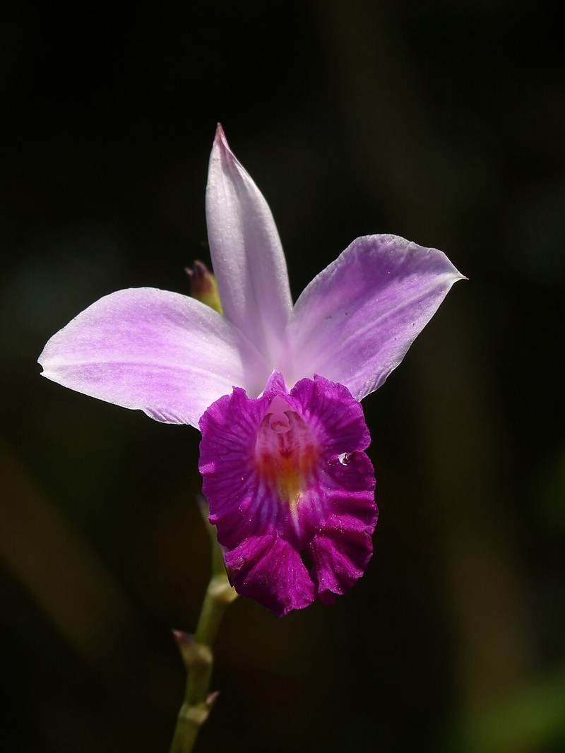 Lan sậy