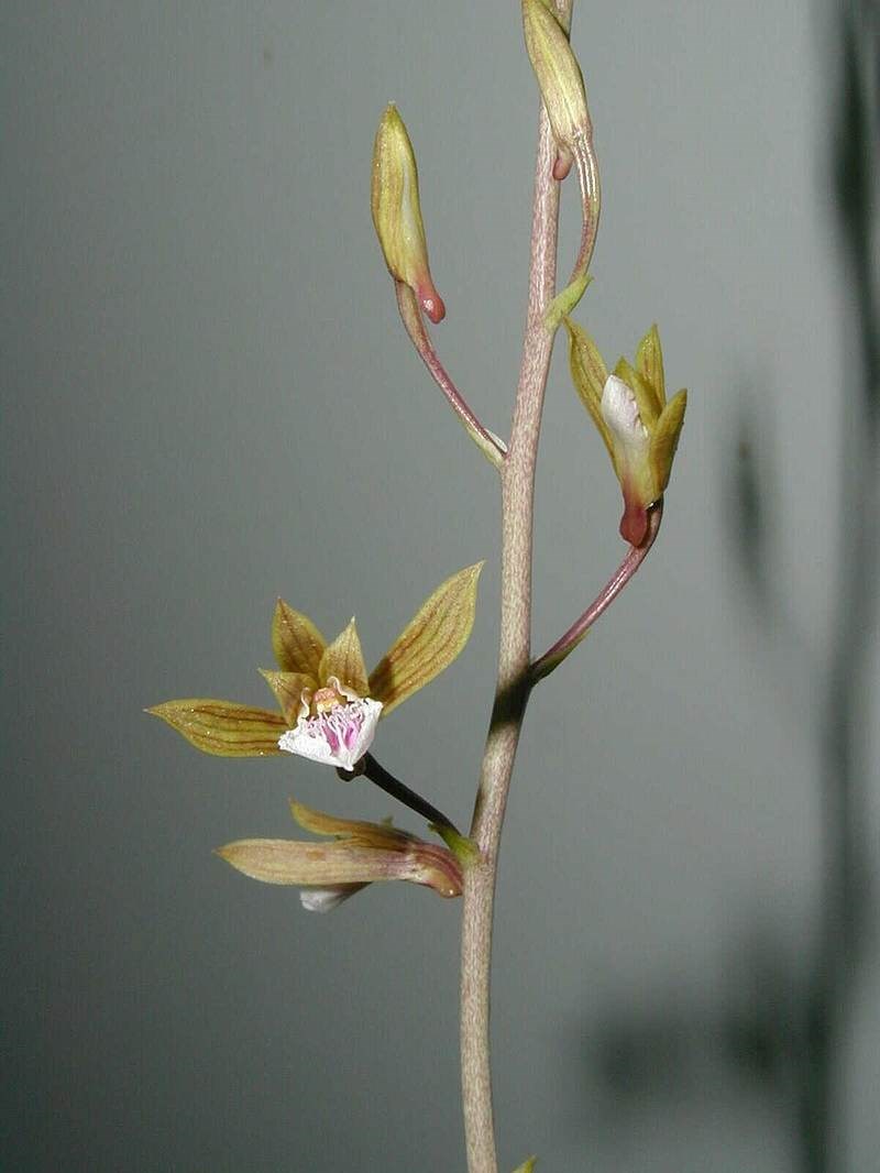 Lan luân cỏ