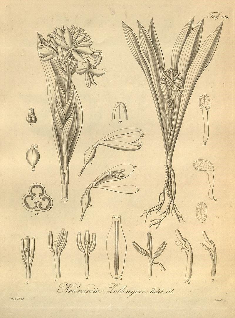 Lan huệ bắc