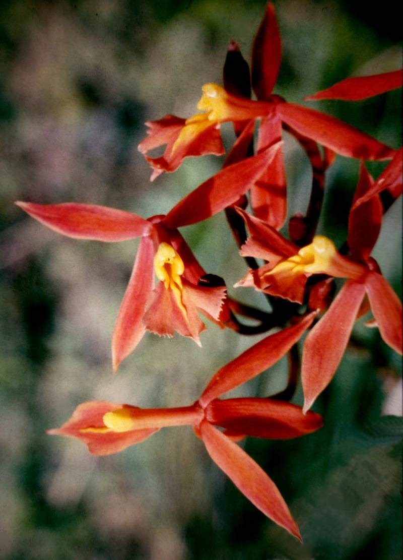 Lan epidendrum