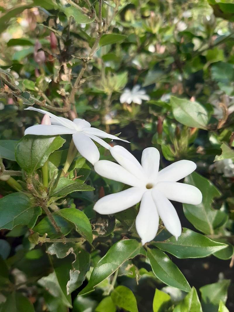 Lài nhiều hoa