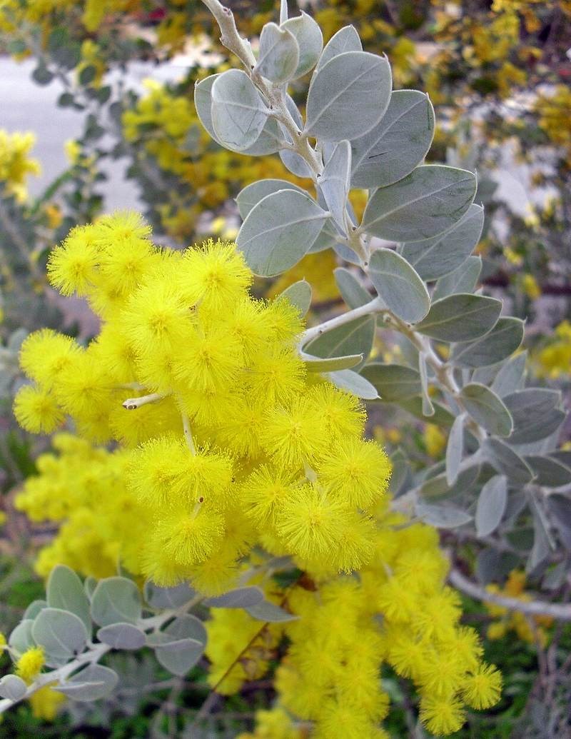 mimosa