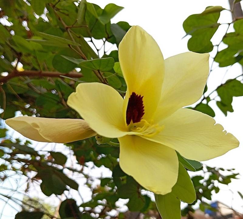Móng bò vàng