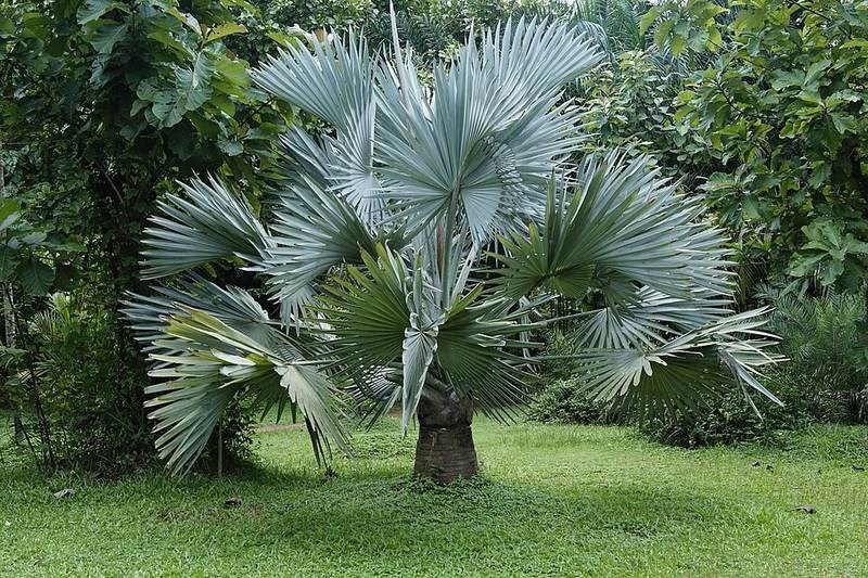 kè bạc