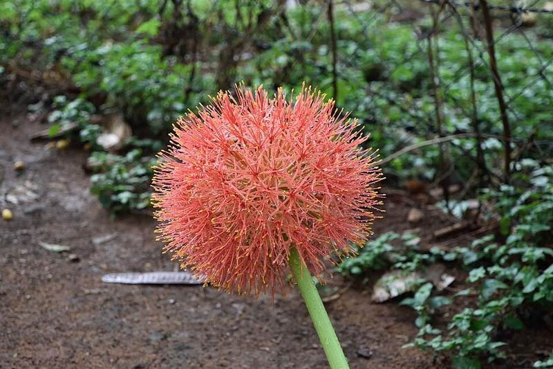 Hồng tú cầu