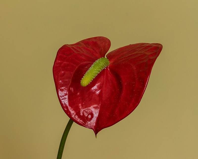 cỏ nhung nhật