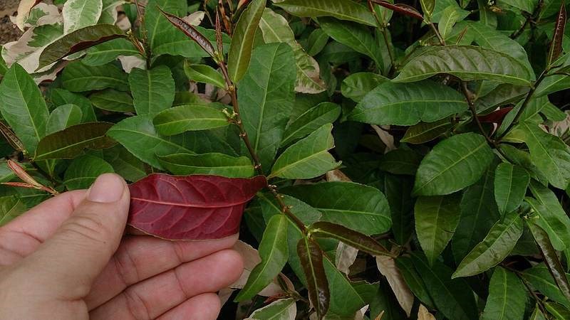 dị liễu