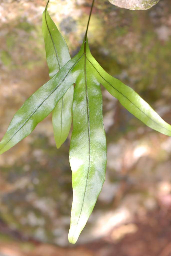 Dương xỉ lò xo, ráng thư hàng
