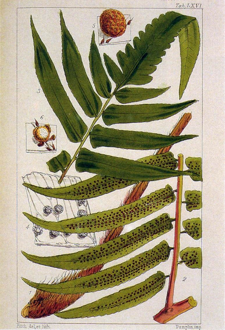 Dương xỉ mộc, mộc xỉ