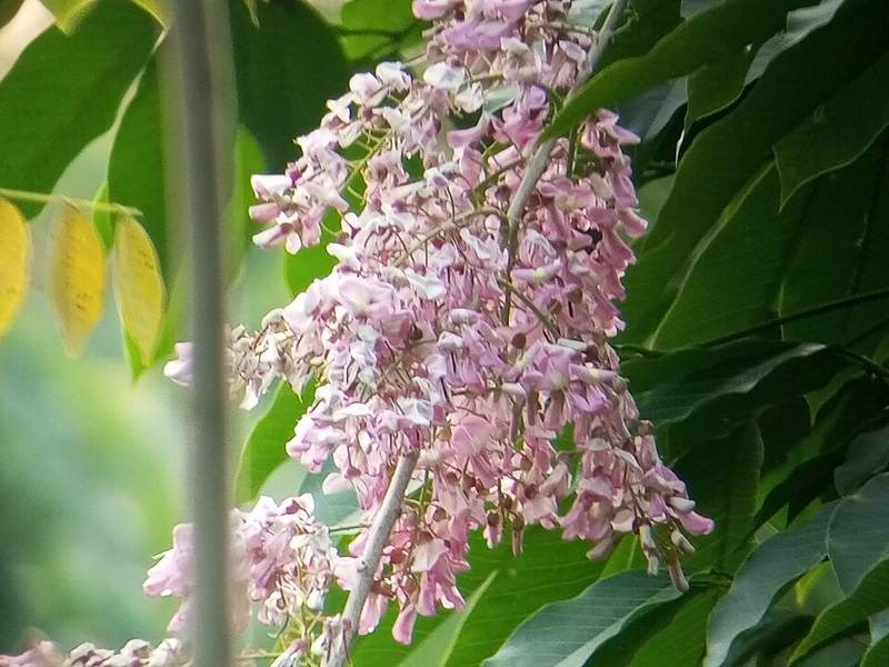 Đỗ mai, anh đào giả, sát thử đốm