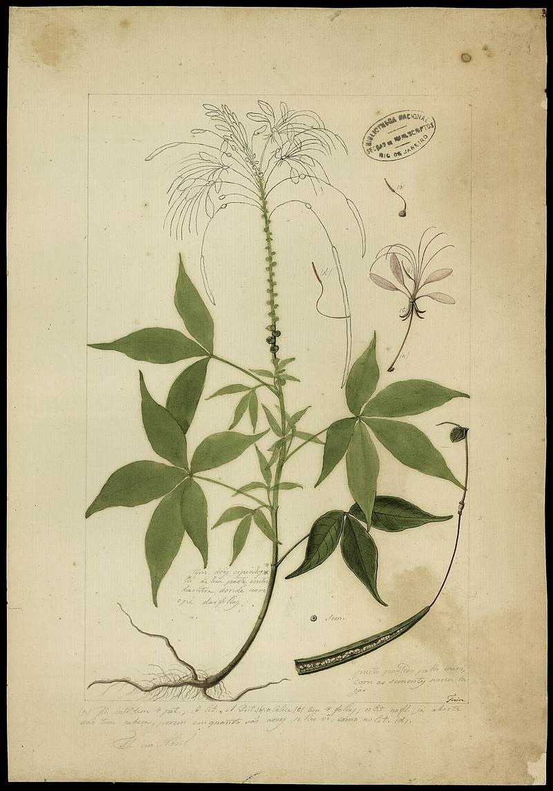 Hồng ri, màn màn cảnh