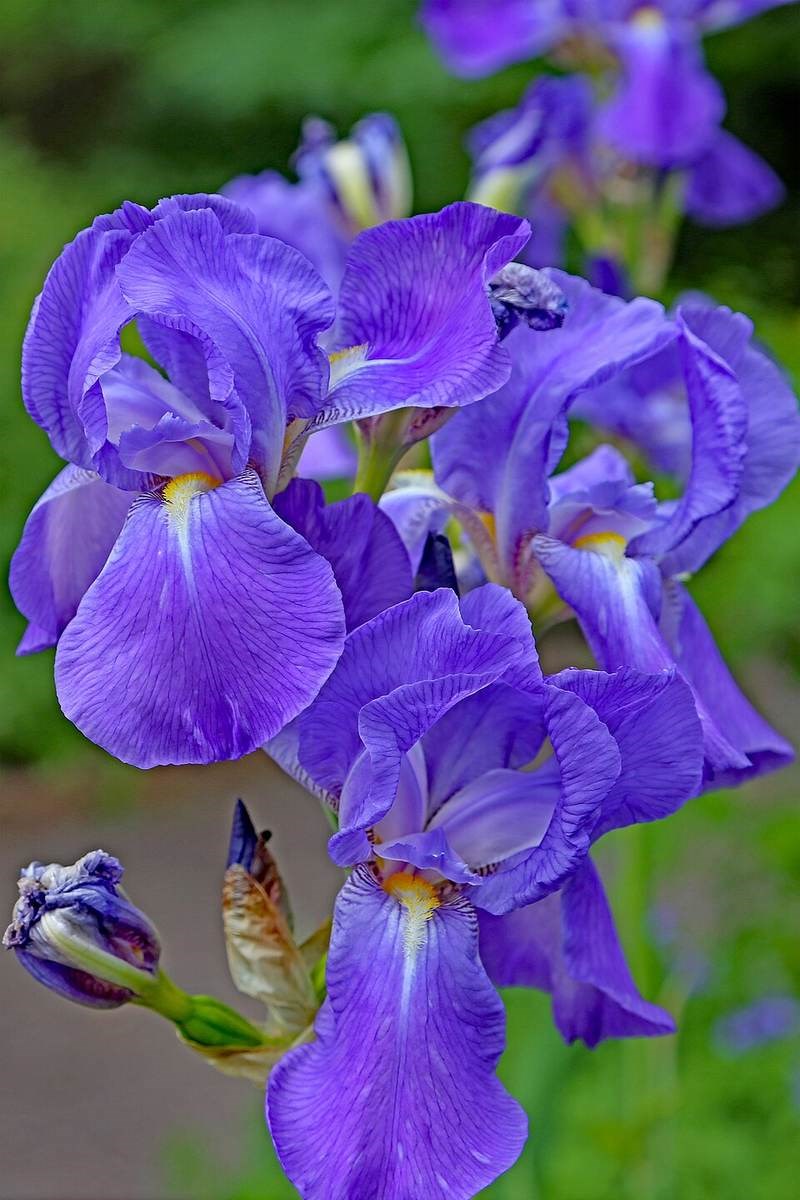 Diên vĩ