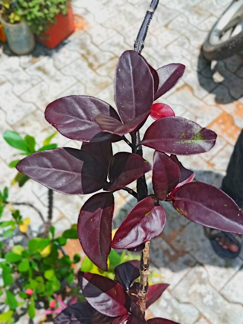 Diệu xanh