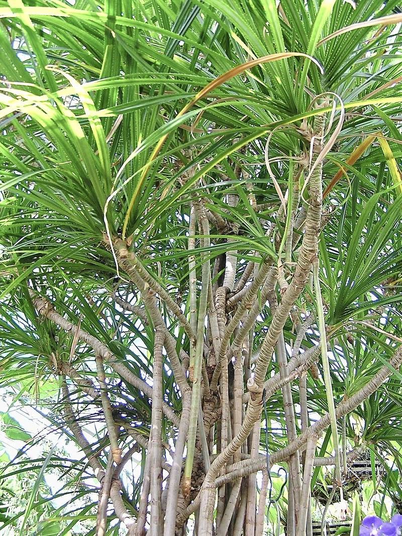 Dứa gai