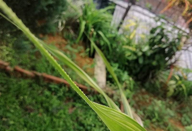 Dứa thơm