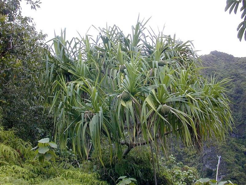 Dứa vạn phát