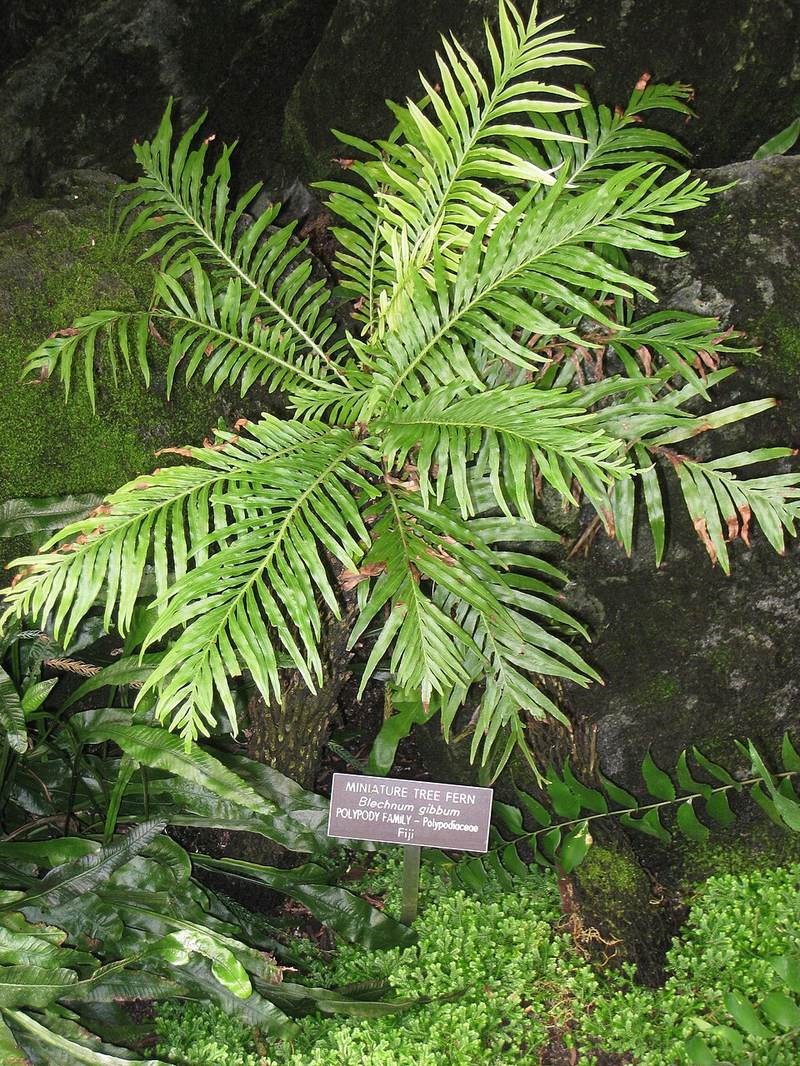Dương xỉ khổng tước