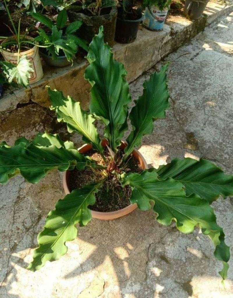 Đại đế