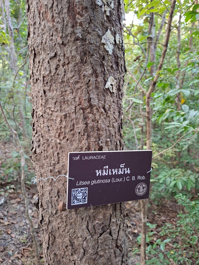 bời lời