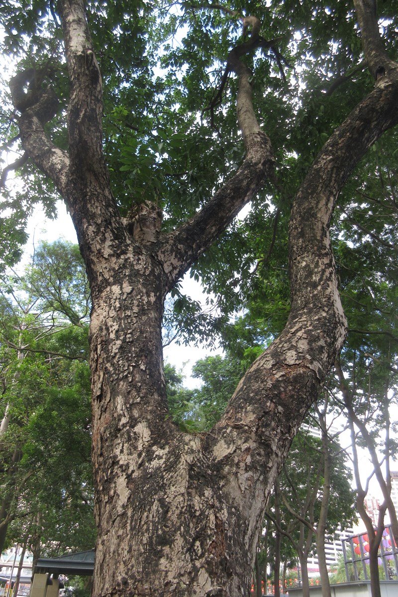 vối