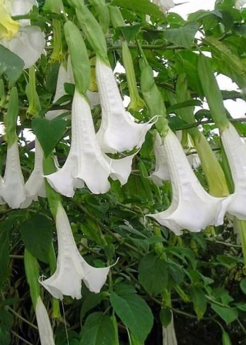 cà độc dược