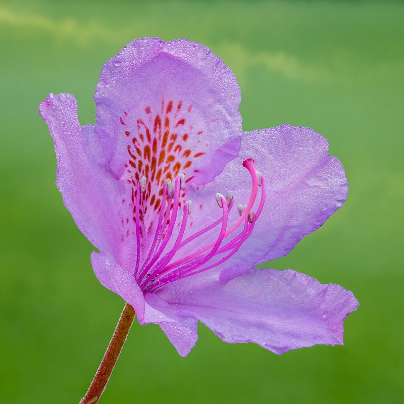 đỗ quyên ấn