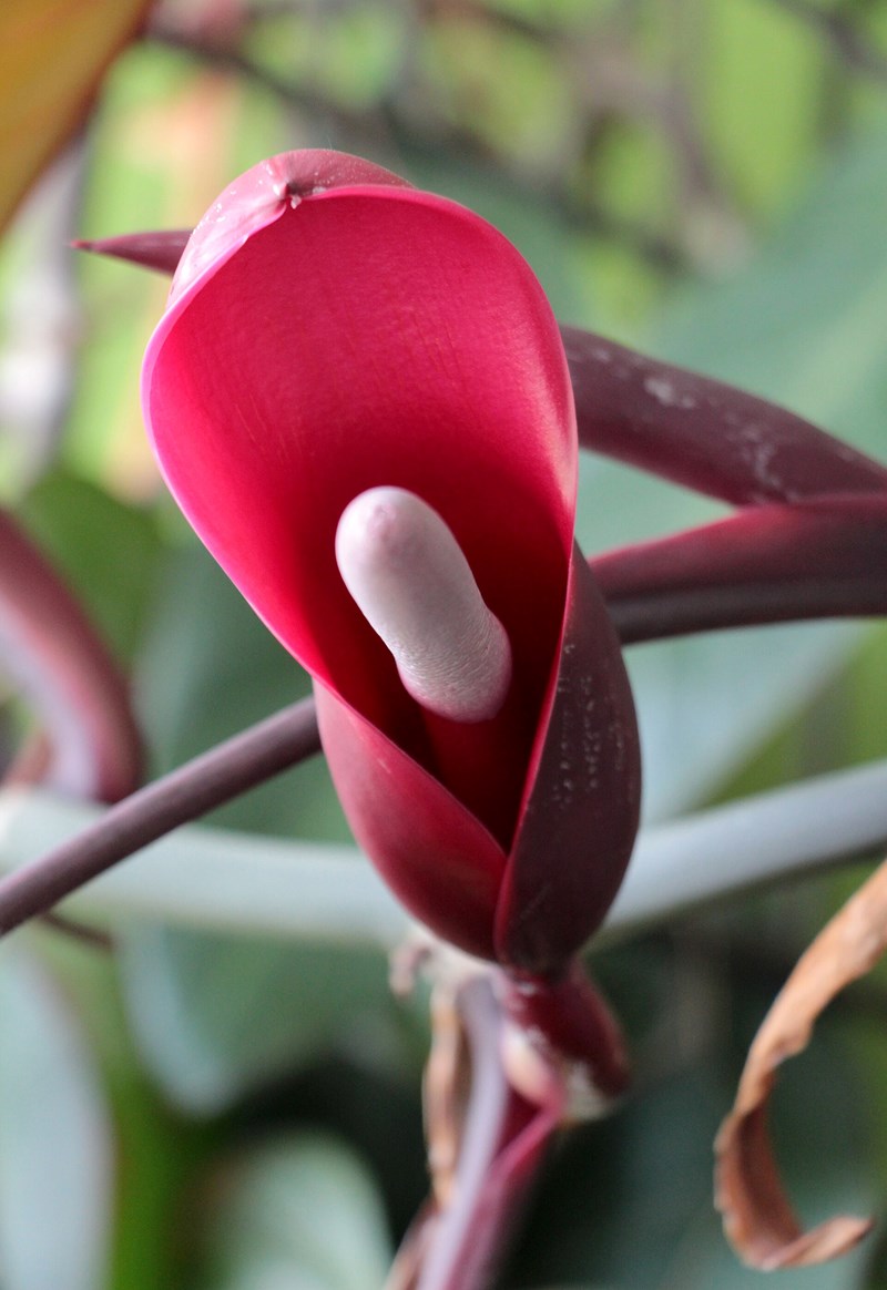 Trầu bà vàng