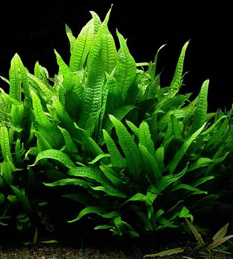 Dương xỉ sừng hươu
