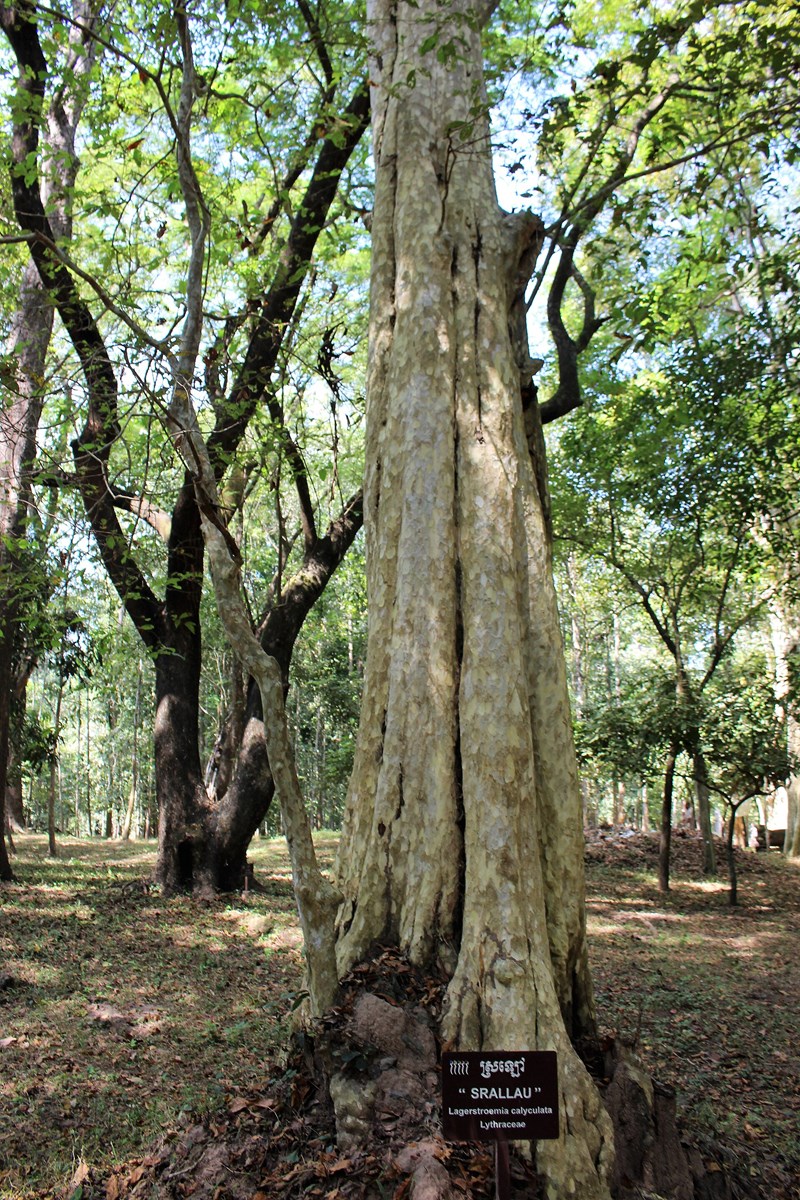 Bằng lăng trắng