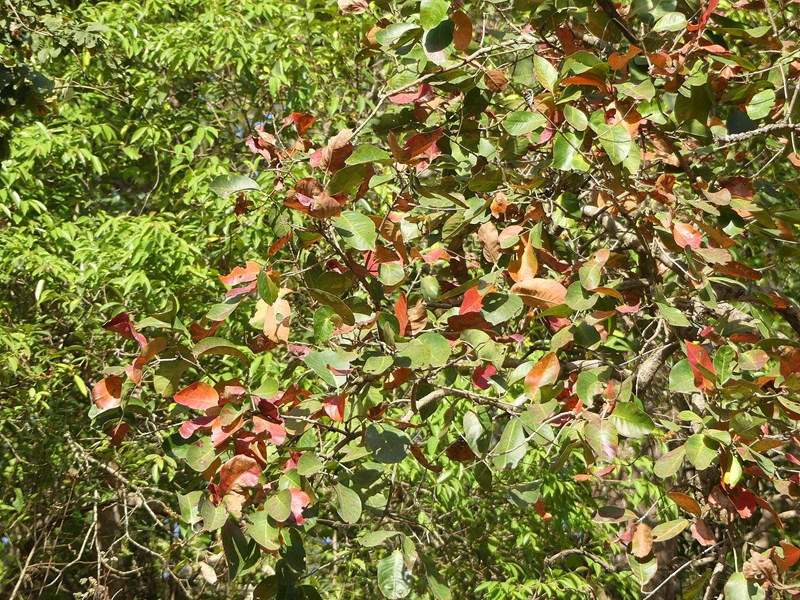 Vối