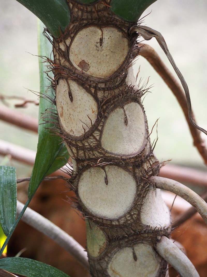 Trầu bà thanh xuân