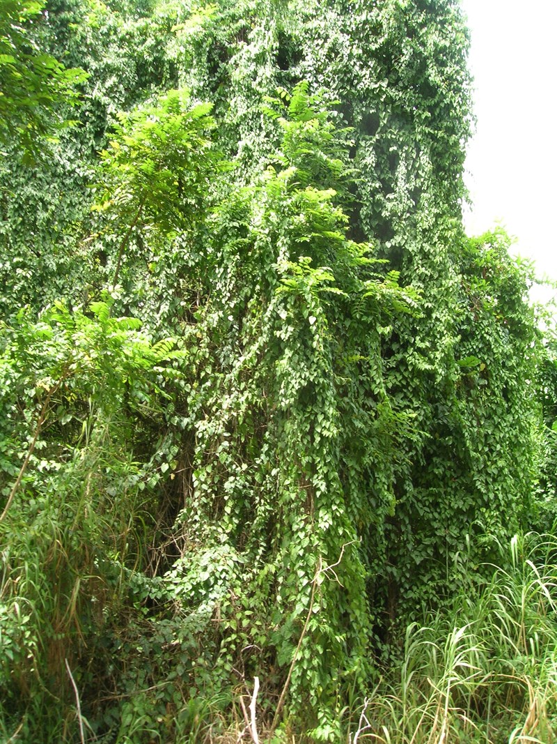 Liêm hồ đằng