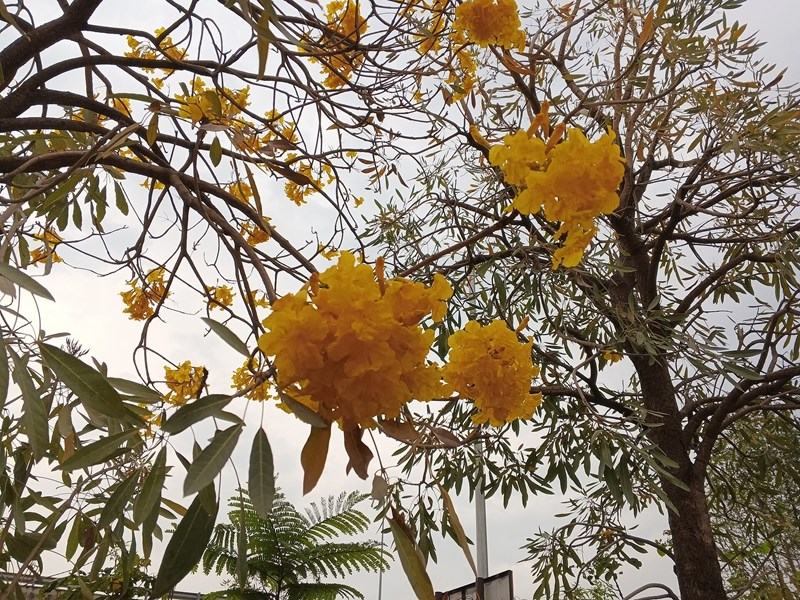 Chuông vàng