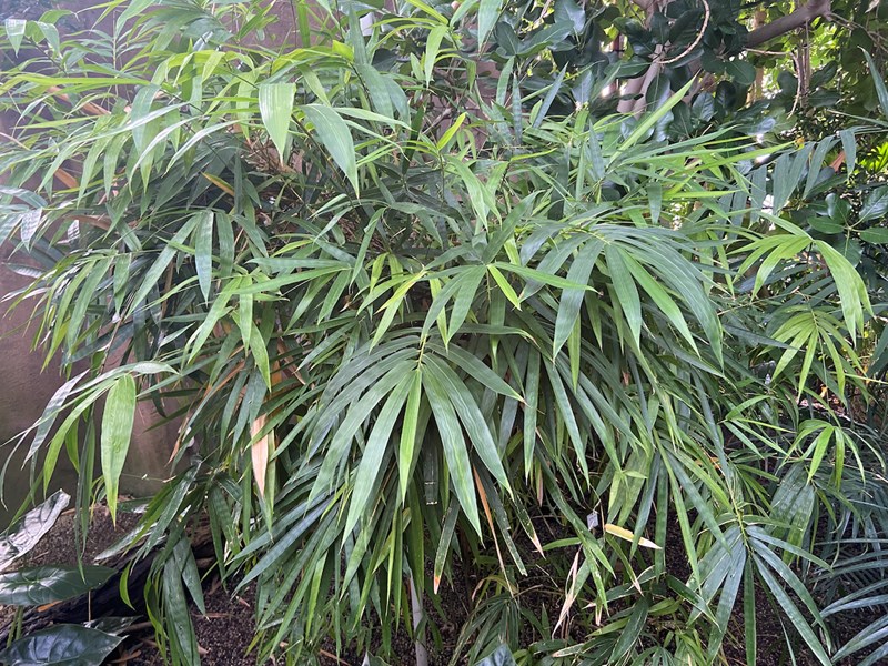 Tầm vông