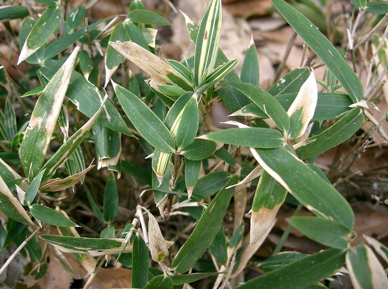 Trúc cảnh Nhật