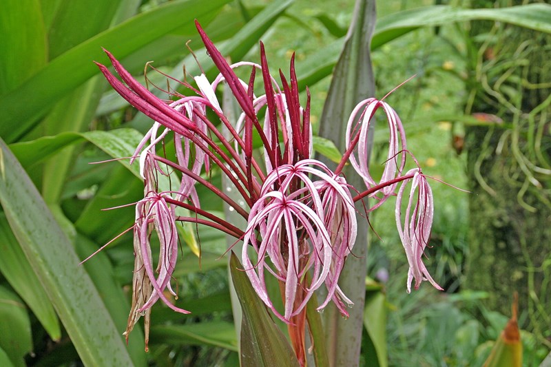 cây đại tướng quân