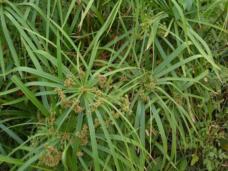 cây thủy trúc