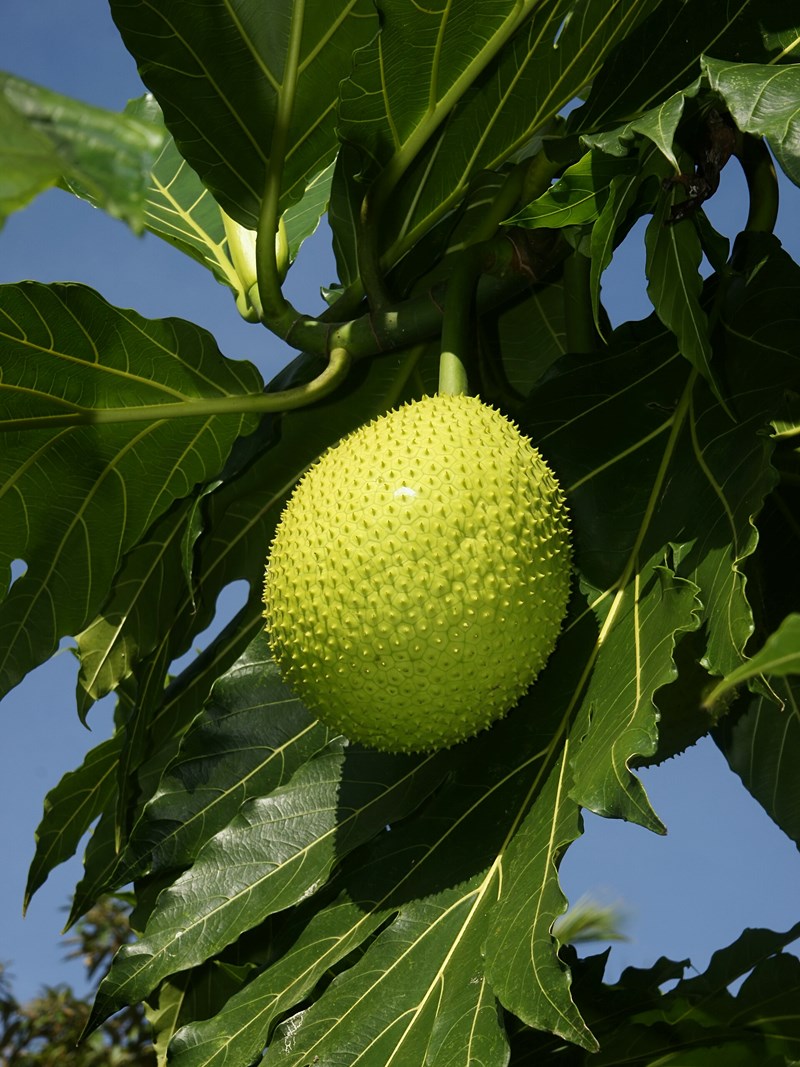 cây sa kê