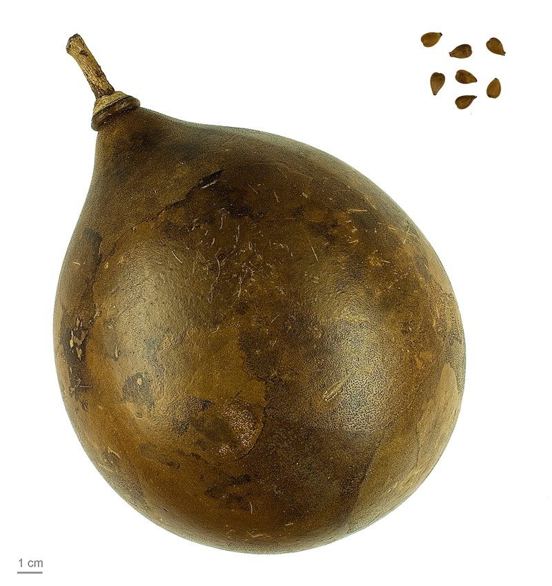 cây đào tiên