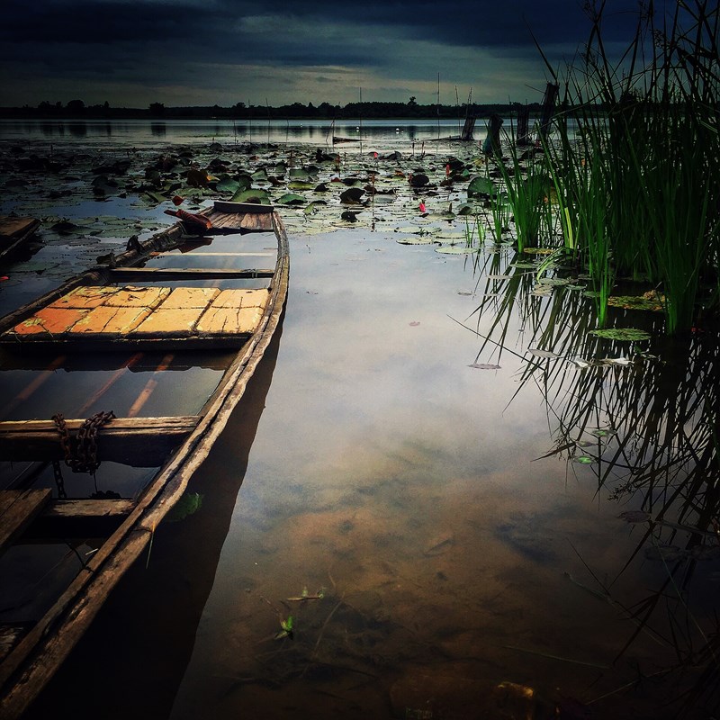 Bụi nhỏ; nhánh không lông