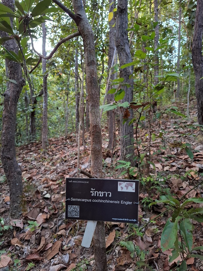 Sung Nambộ Ó