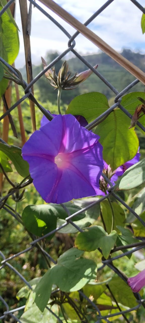 Bim tim; Dawn Flower