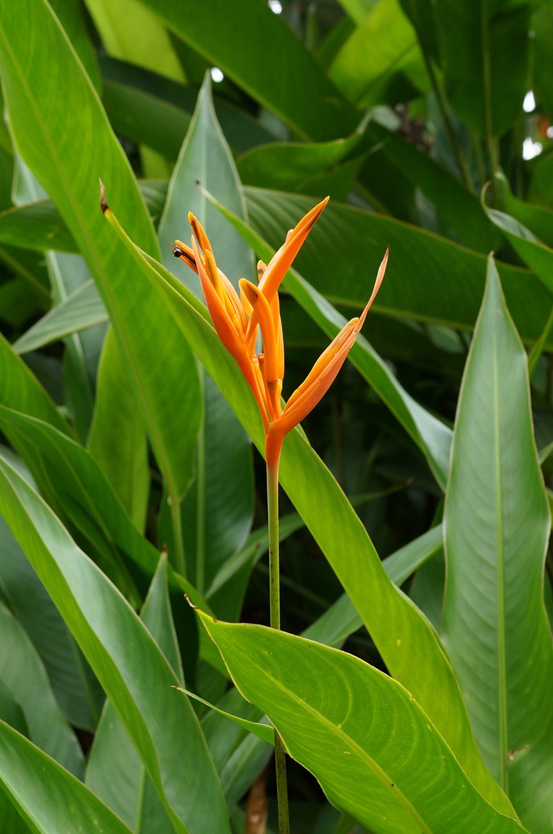 cây mỏ két
